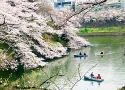 7 điểm ngắm hoa anh đào đẹp nhất ở Tokyo, Nhật Bản