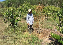 Bình Thuận: Đau xót, sầu riêng chết hàng loạt, nghi bị phá hại