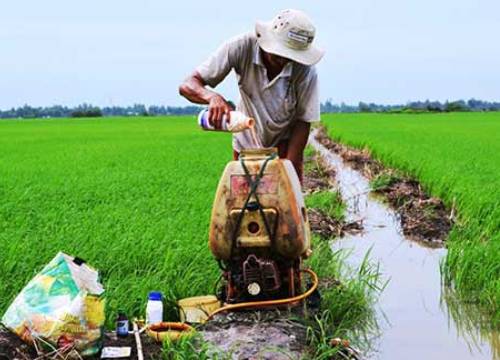 Cân nhắc loại bỏ thuốc trừ cỏ chứa hoạt chất Glyphosate