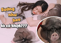 Chú heo sướng nhất Bình Dương: Nặng 120 kg, ăn ngủ máy lạnh cùng cô chủ xinh đẹp