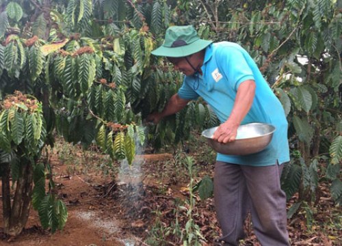 Giá cà phê giảm: Nhiều "đại gia" xúm tay cùng nông dân gỡ khó