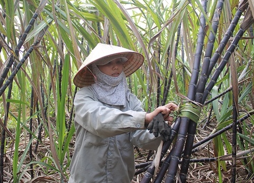 Hòa Bình: Ế ẩm 1.000ha mía tím, bán được vẫn lỗ vài chục triệu/ha