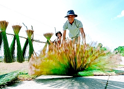 Kiên Giang: Nhổ cỏ dại đan thành giỏ, nón, bán sang Tây