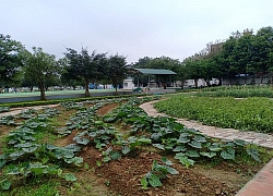 Thanh Hóa: Bất cập trong quản lý nguồn thực phẩm đưa vào trường học