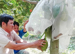 Trồng mít Thái, lùng sục mua trái, báo giá, nhảy giá như giá vàng