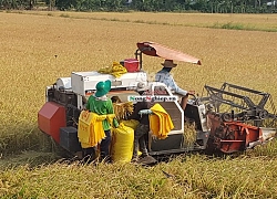 Bạc Liêu: Giá lúa đang tăng mạnh, nhà nông phấn khởi vì lãi khá