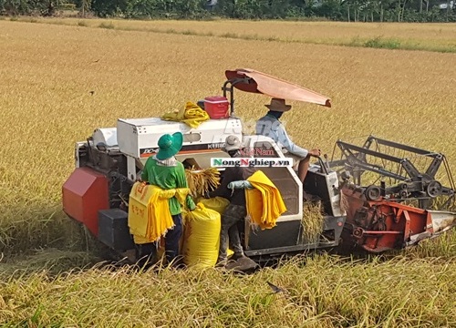 Bạc Liêu: Giá lúa đang tăng mạnh, nhà nông phấn khởi vì lãi khá