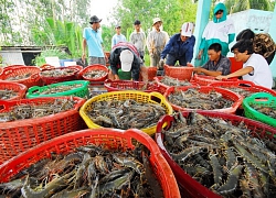 Duy nhất tại Việt Nam: Đã có sàn giao dịch tôm Việt ở Cần Thơ