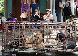 Huy động hơn 10 người "áp tải" đàn chó cắn tử vong bé trai 7 tuổi