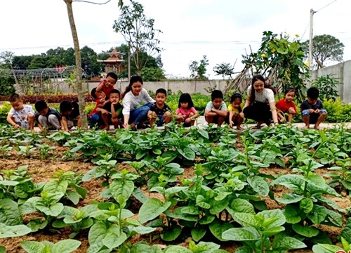 Mướt mắt vườn rau bán trú ở Trường Mầm non Yên Lộc