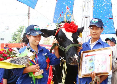 Nuôi bò sữa, đất cao nguyên Mộc Châu "đẻ" 600 triệu phú