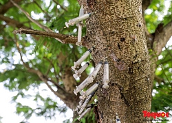 Con nghiện mắc màn ngủ trong nghĩa địa, cắm bơm kim tiêm vắt vẻo trên cây