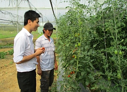 Đà Nẵng: "Liều" vay vốn trồng rau hữu cơ, trồng nấm mà giàu có