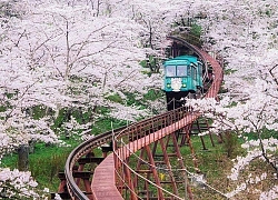 Đến cố đô Kyoto, ngắm anh đào rực rỡ như má thắm nàng Geisha