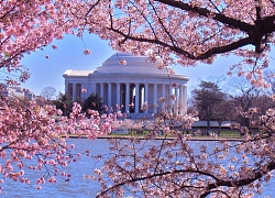 Hoa anh đào nở ở thủ đô Washington