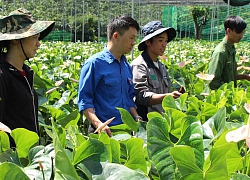 Lâm Đồng: Cứ trồng 1 sào loài hoa này, hết năm "bỏ túi" 100 triệu