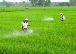 Loại Glyphosate khỏi danh mục thuốc bảo vệ thực vật được phép sử dụng