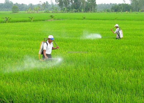 Loại Glyphosate khỏi danh mục thuốc bảo vệ thực vật được phép sử dụng