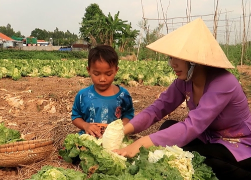 Xin Cải Bắp Bông về làm món Chả Cá Cuộn Cải Hấp vừa ngon vừa ngọt