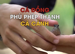 Chàng trai miền Tây mang "siêu năng lực" biến cá đồng thành cá cảnh