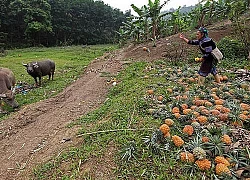 Hàng trăm tấn dứa ở Lào Cai đứng trước nguy cơ vứt cho trâu, bò ăn