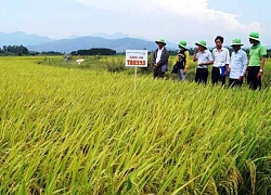 Quảng Ngãi: Mô hình "Cánh đồng lúa mẫu lớn" hiệu quả cao