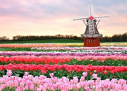 Tiết kiệm 9 triệu đồng với tour châu Âu ngắm hoa tulip