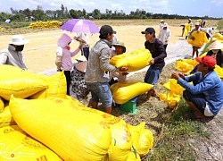 Xuất khẩu nông sản đầu năm 2019: Nhiều dư vị ngọt &#8211; đắng!