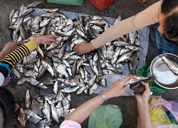 Chuyện lạ Vĩnh Long: Chen chân mua cá "trời cho" lấm lem bùn đất