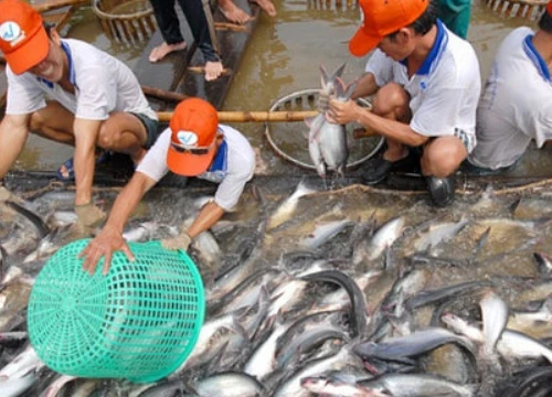 Giá cá tra tại Đồng bằng sông Cửu Long tăng trở lại