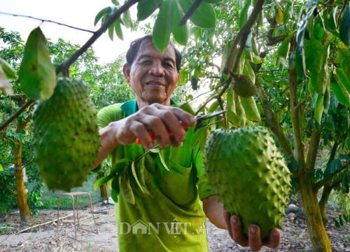 Kiên Giang: Mít Thái giá 500 ngàn/trái, lái vô tận vườn đòi mua