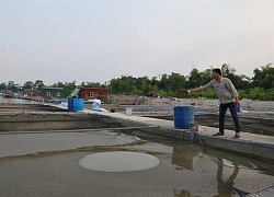 Ly kỳ nuôi &#8216;cá chép ma&#8217; không vảy trên sông, thịt giòn như tràng lợn