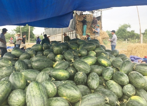 Quảng Bình: Nông dân trúng mùa dưa hấu, tư thương săn mua tận ruộng