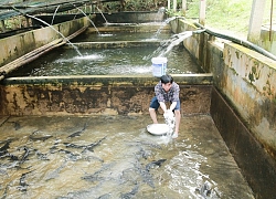 Trang trại cá hồi trên đỉnh Pù Rinh