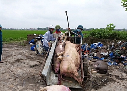 Bắc Ninh: Lợn chết la liệt vì dịch tả, thú y thiếu người tiêu hủy