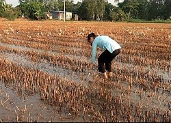 Lụm trứng vịt rơi ngoài đồng về làm món bánh mì ốp la cho các bé