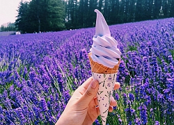 Mùa hè này đi đâu ngắm cánh đồng hoa lavender?