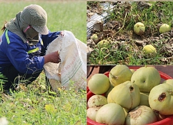 Nghệ An : Nông dân mướt mồ hôi mót dưa lê chết rũ để bù lỗ