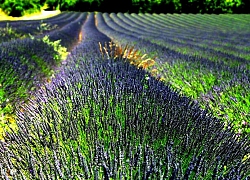 Những cánh đồng hoa oải hương tím biếc ở Provence