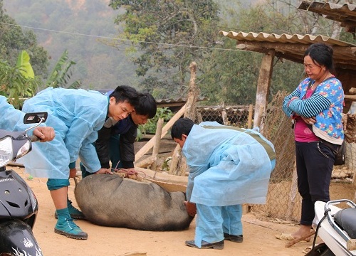 Sơn La: Chống dịch tả lợn châu Phi khó do nuôi nhỏ lẻ quá nhiều