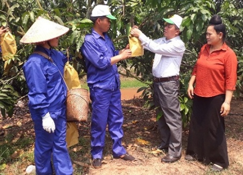 Sơn La: "Mặc đồng phục" cho xoài, dân Yên Châu bỏ 1 thu 10