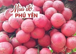 Lóa mắt với vườn đỏ cổ thụ hàng vạn trái sai trĩu có một không hai