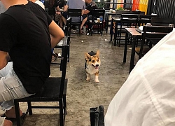 Nhà giàu, "bố" chủ quán bia nhưng "đại boss" Corgi vẫn đi xin ăn vì... đam mê