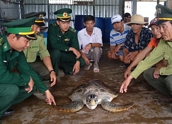 Về Cà Mau nghe ngư dân kể chuyện rùa biển linh thiêng