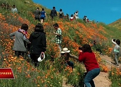 Anh túc nở rộ tại California