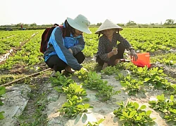 Làm nông thời biến đổi khí hậu