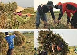 Nắng như thiêu đốt, thầy trò giục nhau ra đồng gặt lúa đổ giúp bạn