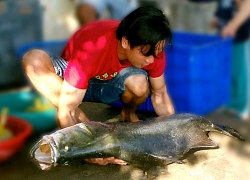 Ngư dân câu được cá chẽm "khủng" trên đầm Nha Phu