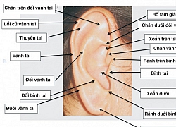 Nhĩ châm - phương pháp chữa bệnh độc đáo