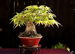 10 kiệt tác bonsai đẹp hiếm có, giá "vô đối"